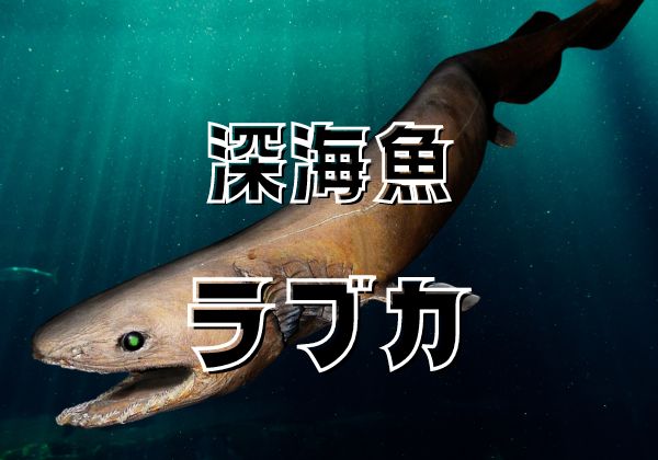 古代の深海サメ「ラブカ」の謎に迫る！特殊な歯から生息地まで - nyanitsuri