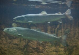 幻の魚「イトウ」の釣り方は？大物が釣れるスポットを分析せよ - nyanitsuri