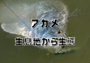 アカメって魚知ってる？日本三大怪魚の主な生息地から生態まで - nyanitsuri