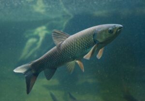 日本最大の淡水魚5選!幻の魚は最大2mにもなるって本当? - nyanitsuri